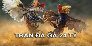 trận đá gà 24 tỷ