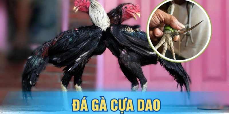 Đá gà cựa dao ngày càng trở nên phổ biến để giải trí đổi thưởng